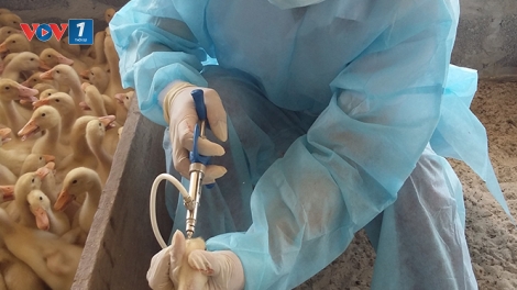 Thực hiện phòng ngừa từ xa để phòng chống cúm gia cầm (12/9/2019)