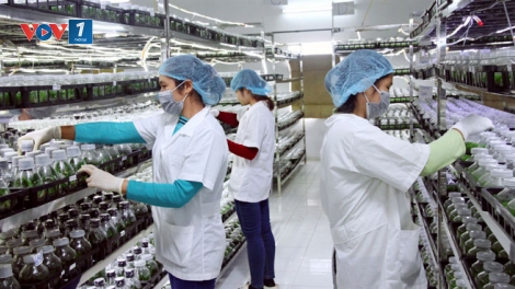 Khoa học công nghệ trong nông nghiệp chưa bắt kịp phát triển (9/9/2019)