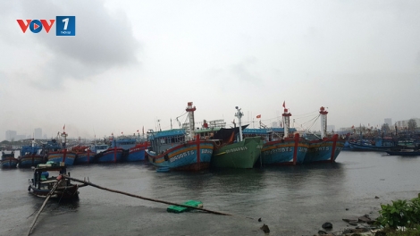 Những điều cần biết về bệnh cúm gia cầm và biện pháp bảo vệ đàn vật nuôi (7/9/2019)
