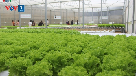 Nông nghiệp công nghệ cao thay đổi từ tư duy sản xuất (28/9/2019)