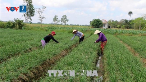 Chuyển đổi cơ cấu cây trồng thích ứng với biến đổi khí hậu (22/1/2020)