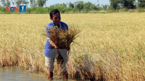 Xâm nhập mặn diễn biến phức tạp - các tỉnh đồng bằng sông Cửu Long “gồng mình” ứng phó hạn mặn (13/1/2020)