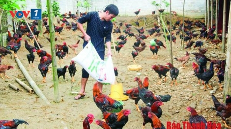 Chăn nuôi an toàn sinh học, nâng cao giá trị kinh tế (20/1/2020)