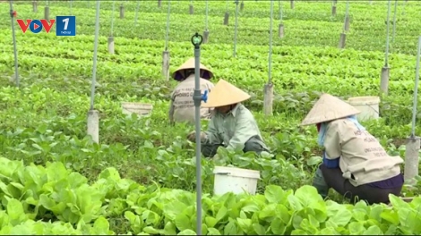 Tư vấn vay vốn trong lĩnh vực nông nghiệp và nông thôn (2/1/2020)