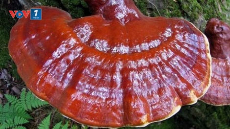 Beta glucan, có trong nấm dược liệu, tác động như thế nào trong hỗ trợ phòng và điều trị ung thư? (6/1/2020)