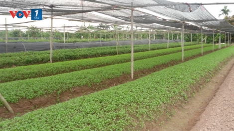 Phát huy hiệu quả "Phong trào nông dân thi đua sản xuất giỏi" (14/1/2020)