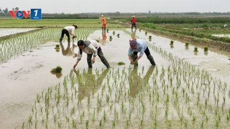 Bà con nông dân tưng bừng xuống đồng cấy lúa chiêm xuân (31/1/2020)