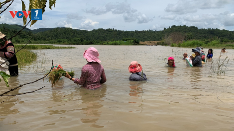 Đắk Lắk: Chủ động ứng phó với mưa lũ cho hàng nghìn người mắc kẹt ở vùng lòng hồ Krông Pách thượng (7/10/2020)