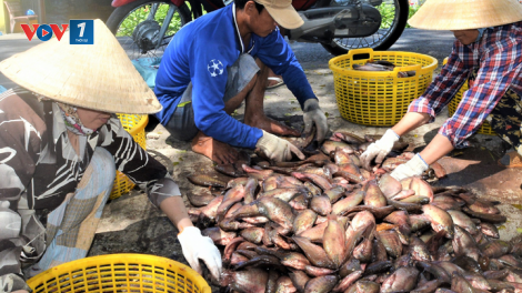 Người dân “thủ phủ cá bổi” Cà Mau gặp khó vì giá giảm (2/10/2020)