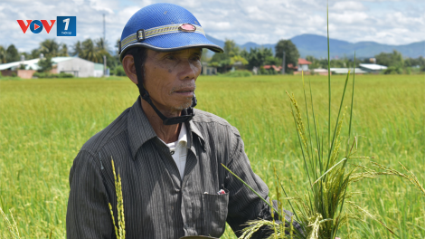 Kon Tum: Hàng chục hộ dân thất thu vì "lúa ma" (7/10/2020)