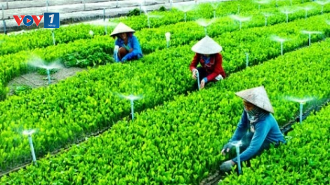 Hỗ trợ phát triển Hợp tác xã nông nghiệp (03/10/2020)