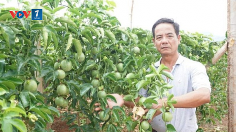 EVFTA: Áp lực và triển vọng chuyên nghiệp cho nông nghiệp Gia Lai (24/10/2020)