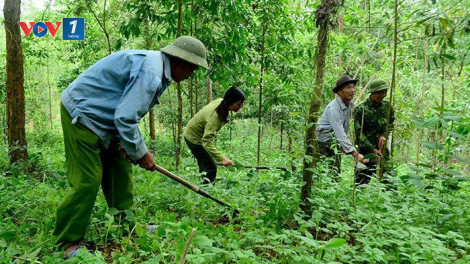 Bảo vệ rừng để giảm nhẹ thiên tai và biến đổi khí hậu (13/11/2020)
