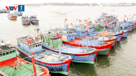 Quản lý khai thác thủy sản để phát triển bền vững (26/11/2020)