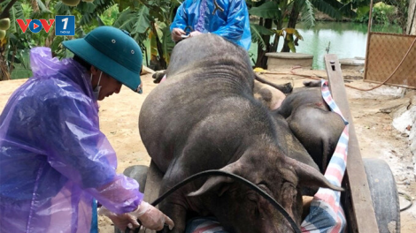 Không chủ quan với dịch bệnh trên gia súc thời điểm cuối năm (16/11/2020)