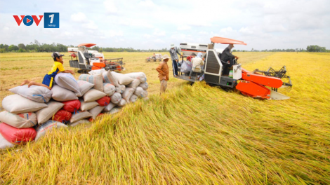 ĐBSCL: Xuất khẩu thuận lợi, giá lúa gạo tăng mạnh (28/11/2020)