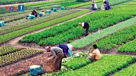 Đẩy mạnh chuỗi liên kết sản xuất tạo bước đột phá cho nông sản chất lượng cao (Ngày 24/11/2020)