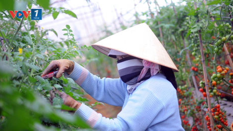 Lâm Đồng cần khơi thông nguồn vốn cho sản xuất nông nghiệp công nghệ cao (11/2/2020)