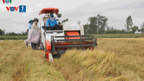 Liên kết để xây dựng nền nông nghiệp hàng hóa (27/11/2020)