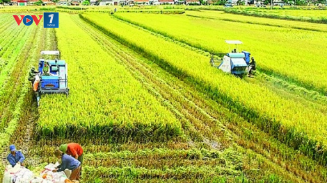 Để nông nghiệp Việt Nam phát triển bền vững (04/11/2020)