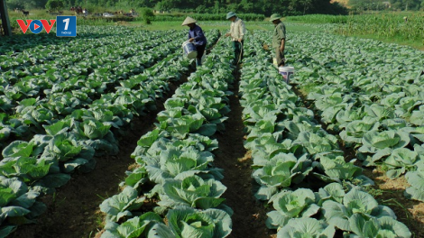 Chăm sóc cây vụ đông đạt năng suất, hiệu quả (10/11/2020)