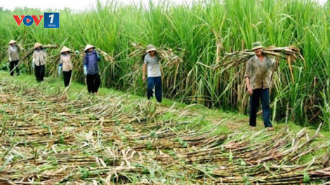 Giải pháp nào gỡ khó cho ngành mía đường Việt Nam trong tình hình mới (05/12/2020)