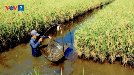 Biến bất lợi thành thuận lợi - những mô hình tiêu biểu tại ĐBSCL thời biến đổi khí hậu (2/12/2020)