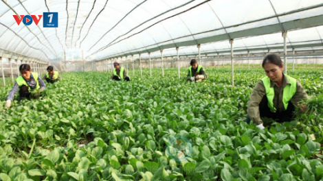 Liên minh HTX Việt Nam hỗ trợ xây dựng chuỗi giá trị sản xuất (18/12/2020)