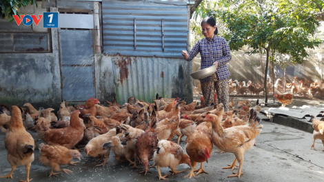 Tư vấn chăm sóc đàn gia súc, gia cầm trong mùa đông (8/12/2020)
