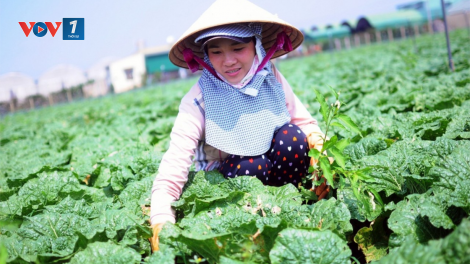 Đẩy mạnh sản xuất hàng hóa, mở rộng thị trường tiêu thụ sản phẩm lợi thế miền núi, vùng sâu, vùng xa và hải đảo (02/12/2020)