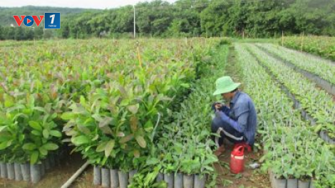 Gỡ điểm nghẽn trong công tác giống (21/12/2020)