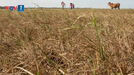 Loạt bài "Chuyển đổi tư duy phát triển ĐBSCL". Bài 2 nhan đề "Nặng gánh an ninh lương thực, nông dân nghèo trên vựa lúa" (29/12/2020)