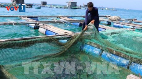 Phát triển nuôi hải sản trên biển ở các địa phương (6/2/2020)
