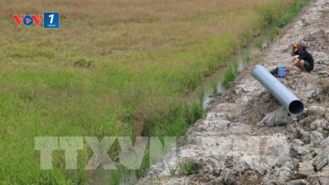 Sản xuất nông nghiệp đồng bằng sông Cửu Long ứng phó với hạn mặn kỷ lục (19/2/2020)