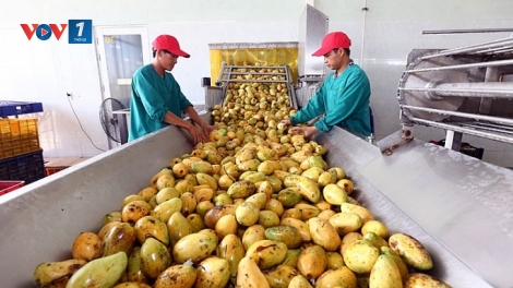 Phát triển công nghiệp chế biến để nâng cao giá trị nông sản (24/2/2020)