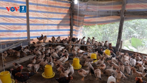 Chủ động đối phó với dịch cúm gia cầm A/H5N6 (14/2/2020)