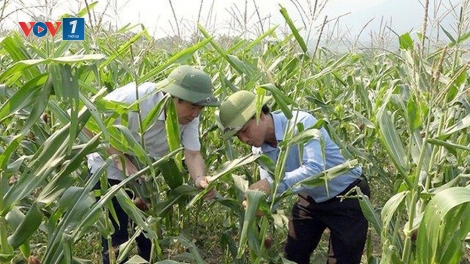 Làm gì để bảo vệ cây trồng trước tình trạng xâm nhập mặn tại đồng bằng sông Cửu Long? (12/2/2020)