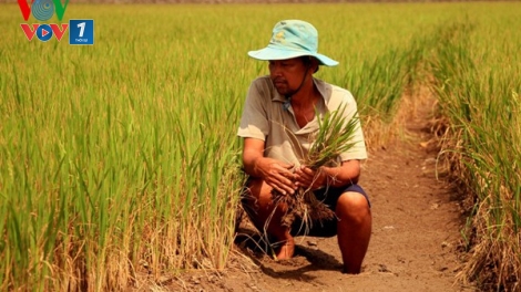 Sống cùng hạn mặn (14/2/2020)