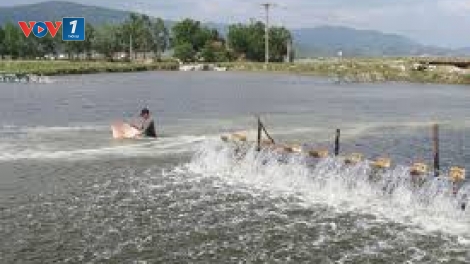 Chủ động bảo vệ vật nuôi thủy sản ngày giá rét (11/2/2020)