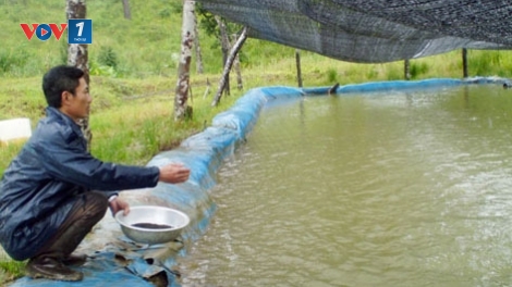Chăm sóc, phòng chống rét cho vật nuôi thủy sản (4/2/2020)