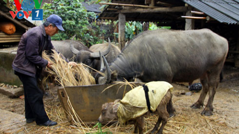 Các địa phương triển khai biện pháp phòng chống rét cho gia súc nhằm giảm thiệt hại (10/2/2020)