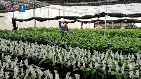 Giống cây trồng, đổi mới để tăng hiệu quả sản xuất (9/2/2020)