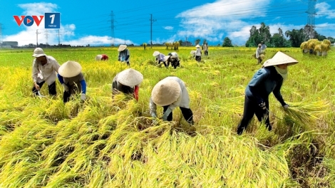 Giấc mơ trên những cánh đồng (15/2/2020)
