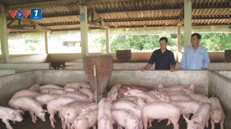 Nghịch lý - Giá lợn hơi cao nhưng người chăn nuôi không mặn mà tái đàn (17/2/2020)