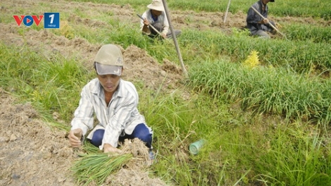 Phía sau dịch bệnh là sinh kế! (5/2/2020)