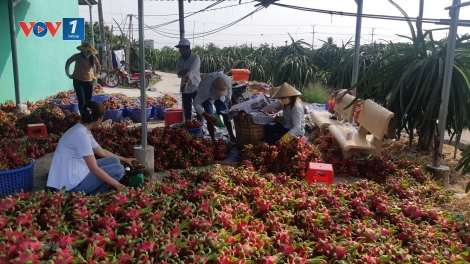 Dịch Covid -19 và giải pháp cho nông sản Việt (13/2/2020)