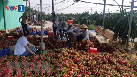 Xuất khẩu nông sản gặp khó khăn vì virus corona (5/2/2020)
