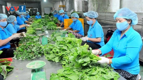 Nâng cao hiệu quả hợp tác xã nông nghiệp (5/3/2020)