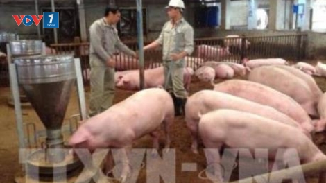 Tái đàn chăn nuôi gắn với liên kết chuỗi (3/3/2020)
