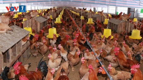 Nâng cao vị thế, hướng đến xuất khẩu ngành chăn nuôi gia cầm (10/3/2020)